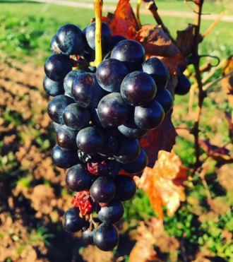 STUDIES ON GLOBAL TRENDS IN WINE PRODUCTION