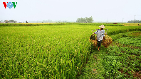 NAKSHATRA BASED RAINFALL ANALYSIS AND  ITS IMPACT ON CROPS DURING MONSOON  SEASON AT HIRIYUR STATION
