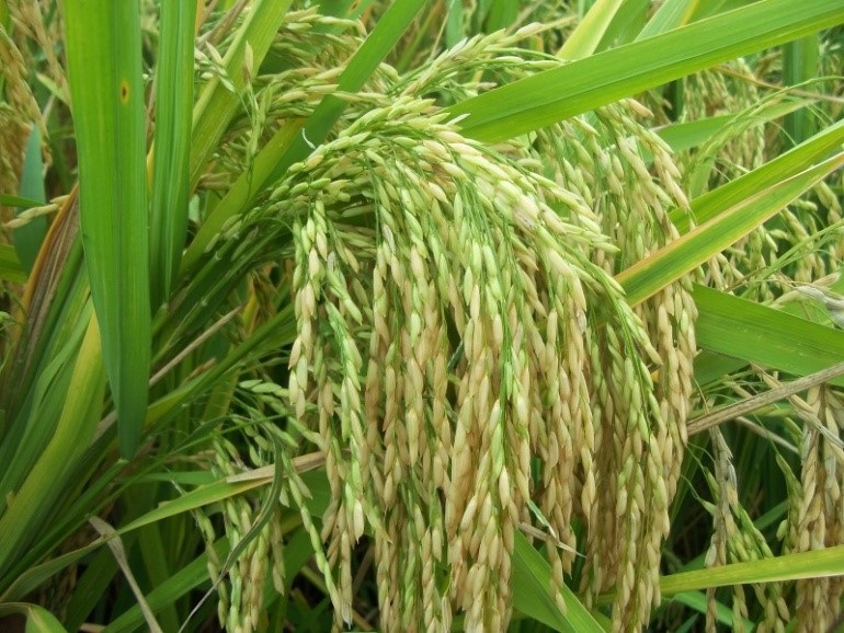 लातूर जिल्हयातील तांदूळ पीक उत्पादकतेचा भौगोलिक अभ्यास लातूर जिल्हयातील तांदूळ पीक उत्पादकतेचा भौगोलिक अभ्यास
