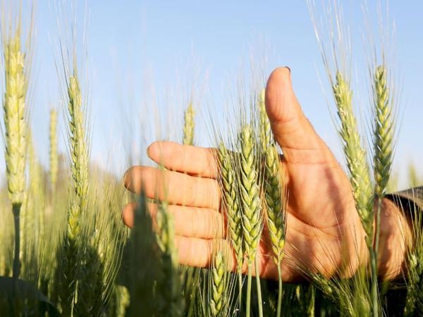 लातूर जिल्हयातील गहू पीक उत्पादकता: एक भौगोलिक अभ्यास