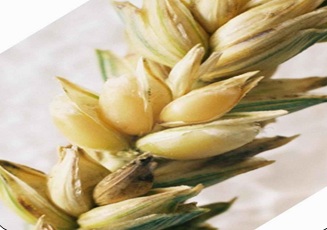 WHEAT PRODUCTIVITY IN SOLAPUR DISTRICT : A GEOGRAPHICAL ANALYSIS WHEAT PRODUCTIVITY IN SOLAPUR DISTRICT : A GEOGRAPHICAL ANALYSIS