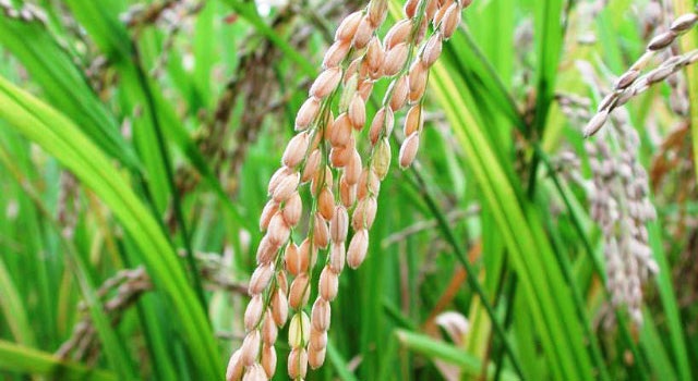 GEOGRAPHICAL STUDY OF RICE PRODUCTIVITY  IN SOLAPUR DISTRICT 