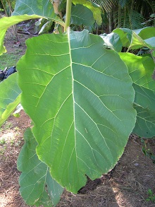 TECTONA-GRANDIS LEAVES AS LOW COST ADSORBENT FOR THE REMOVAL OF Cr(VI) FROM AQUEOUS SOLUTION