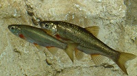  DIVERSITY OF FRESH WATER FISHES FROM  THE WASHIM DISTRICT OF MAHARASHTRA, INDIA.