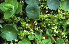 BIODIVERSITY OF AQUATIC WEEDS IN WASHIM  REGION OF MAHARASHTRA, INDIA.