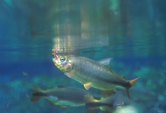 QUANTITATIVE ANALYSIS OF ZOOPLANKTONS OF  FRESH WATER ECOSYSTEM IN WASHIM TOWN,  MAHARASHATRA, INDIA