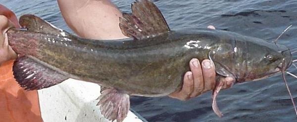 FEEDING HABIT OF CATFISH MYSTUS SEENGHALA