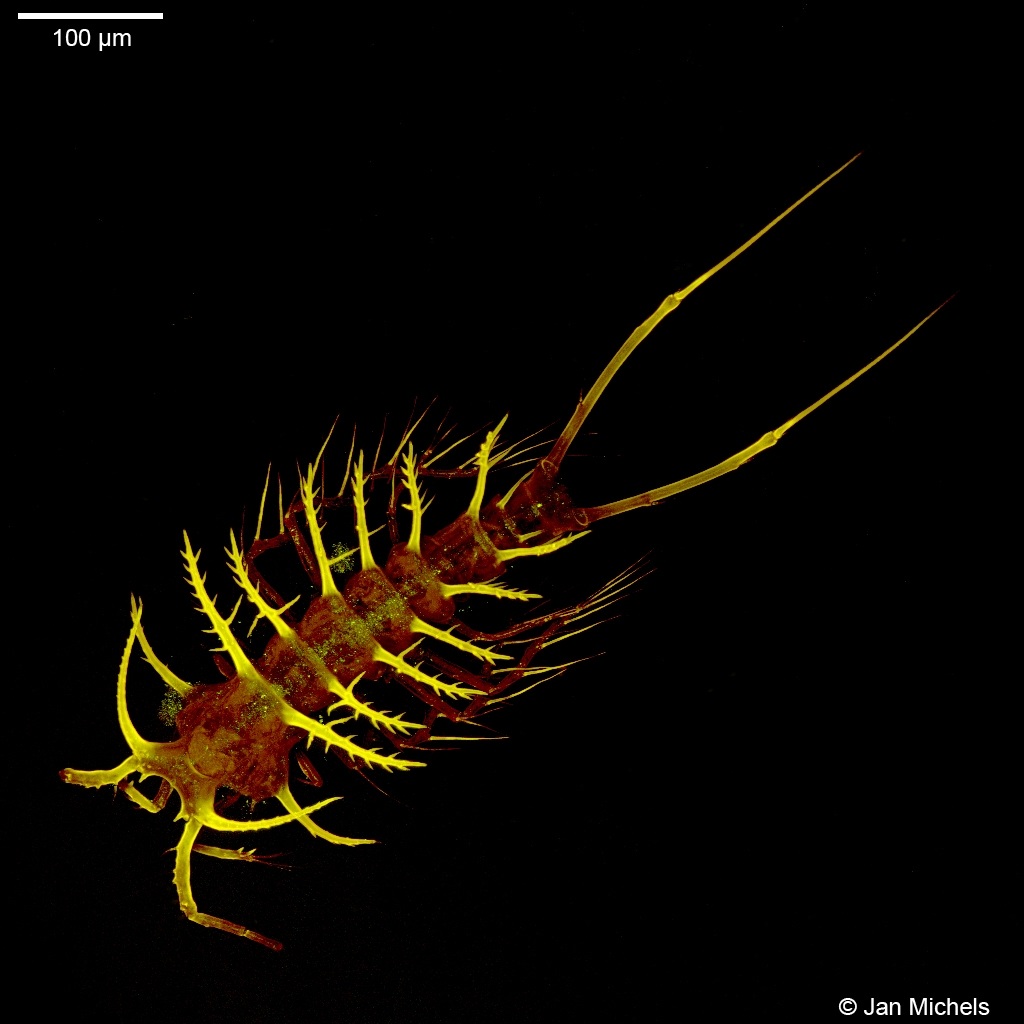 QUALITATIVE ESTIMATION OF COPEPODA COMMUNITIES  OF FRESH WATER ECOSYSTEM IN WASHIM TOWN  MAHARASHTRA, INDIA