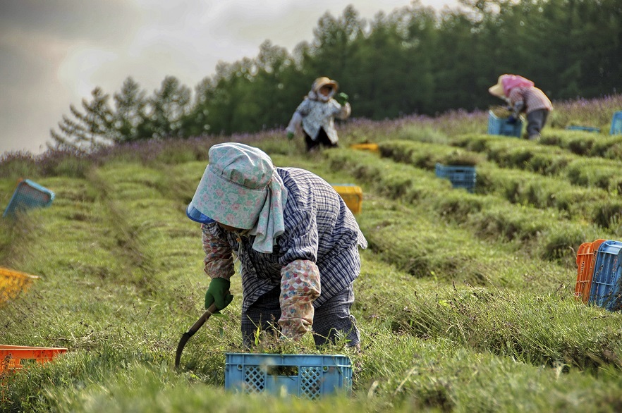 ROLE OF GREEN MARKETING IN SUSTAIBABLE  DEVELOPMENT: EMERGING TRENDS