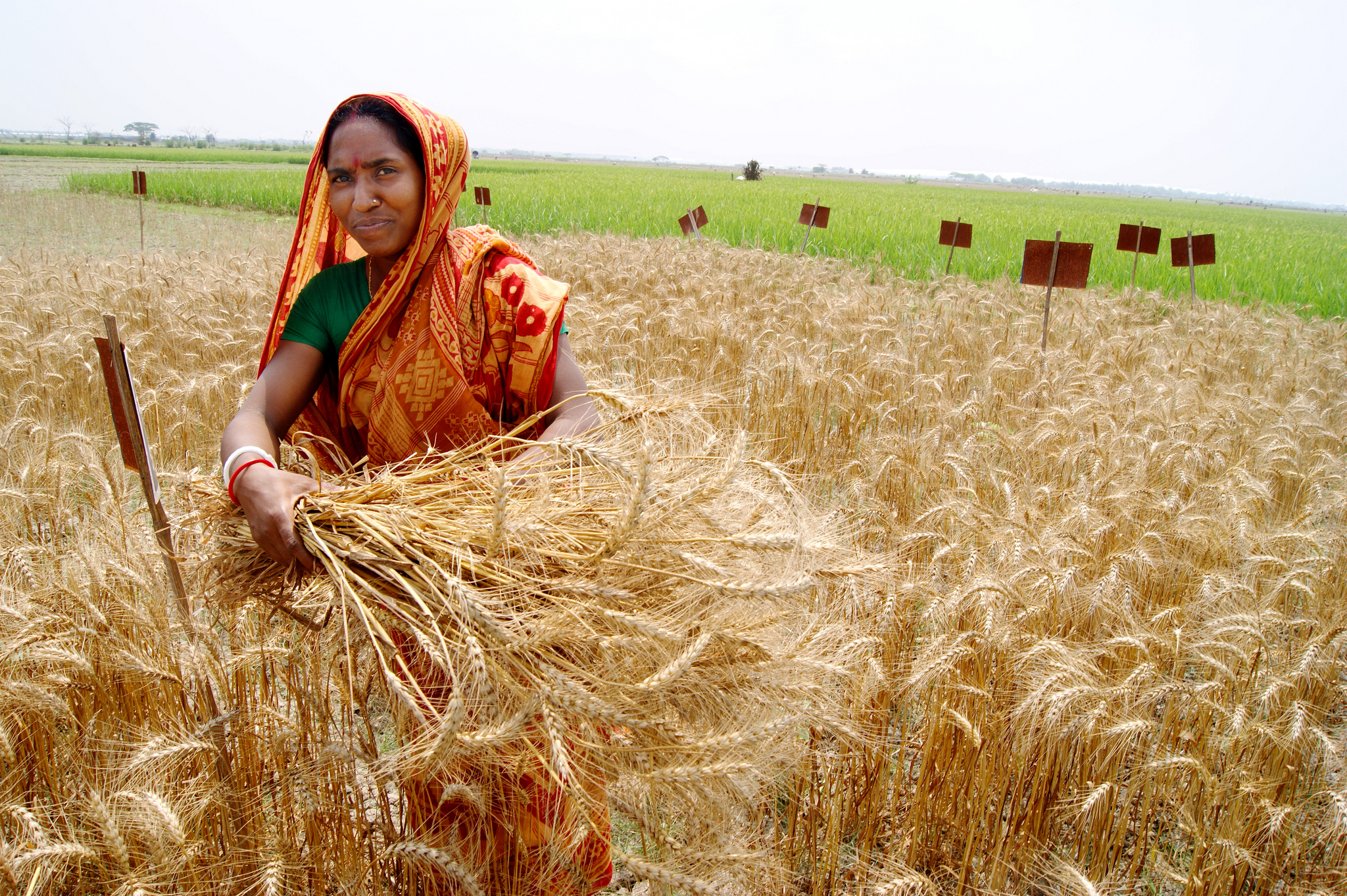 STUDY OF INSTABILITY IN PRODUCTION OF MAJOR  FIELD CROPS OF KARNATAKA: DISTRICTWISE  ANALYSIS USING NONPARAMETRIC TESTS