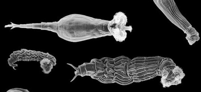 QUALITATIVE ESTIMATION OF ROTIFER SPECIES OF FRESH  WATER ECOSYSTEM IN WASHIM TOWN  MAHARASHTRA, INDIA