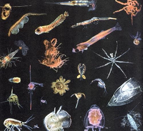 ZOOPLANKTON DIVERSITY AND  PHYSICOCHEMICAL PARAMETERS OF PUS DAM  WASHIM, (M.S.) INDIA