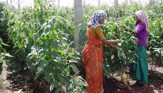 IMPACT OF NET IRRIGATED AREA ON  AVERAGE PER HECTARE YIELD OF HORTICULTURAL  CROPS IN OSMANABAD DISTRICT