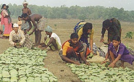 “आदिवासी विकास कार्यक्रमों का जनजातीय पर्यावरण  पर प्रभाव नारायणपुर (अबुझमाड़) (छत्तीसगढ़) के विशेष संदर्भ में“ 