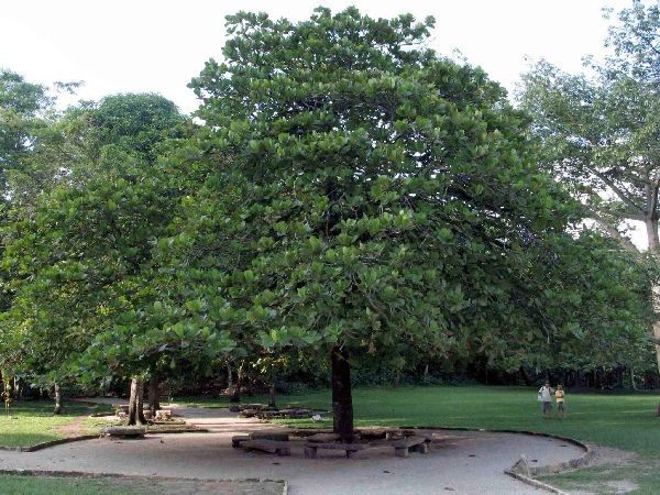 TERMINALIA CATAPPA LEAF EXTRACT AN ECOFRIENDLY INDICATOR IN VOLUMETRIC ANALYSIS TERMINALIA CATAPPA LEAF EXTRACT AN ECOFRIENDLY INDICATOR IN VOLUMETRIC ANALYSIS