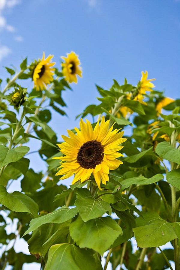 PHYSIOLOGICAL STUDIES AS INFLUENCED BY ZINC AND BORON IN HYBRID SUNFLOWER (HELIANTHUS ANNUUS L.) LSFH – 171 PHYSIOLOGICAL STUDIES AS INFLUENCED BY ZINC AND BORON IN HYBRID SUNFLOWER (HELIANTHUS ANNUUS L.) LSFH – 171