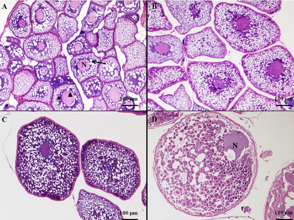 A STUDY OF VARIATIONS IN THE HISTOLOGICAL STRUCTURE AND GSI VALUE OF OOCYTES IN THE OVARY OF A COMMON CATFISH C. BATRACHUS IN SONE RIVER WATER AND IN SUB- LETHAL DOSE OF THYMATE IN SONE RIVER WATER IN THE AREA OF BHOJPUR A STUDY OF VARIATIONS IN THE HISTOLOGICAL STRUCTURE AND GSI VALUE OF OOCYTES IN THE OVARY OF A COMMON CATFISH C. BATRACHUS IN SONE RIVER WATER AND IN SUB- LETHAL DOSE OF THYMATE IN SONE RIVER WATER IN THE AREA OF BHOJPUR
