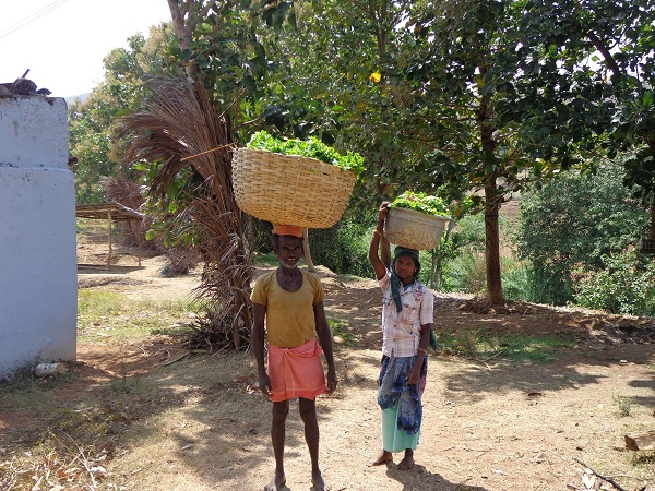 SAVINGS AND INDEBTEDNESS PATTERN OF PRIMITIVE PANIYAN TRIBES IN NILGIRIS - AN ASSESSMENT SAVINGS AND INDEBTEDNESS PATTERN OF PRIMITIVE PANIYAN TRIBES IN NILGIRIS - AN ASSESSMENT