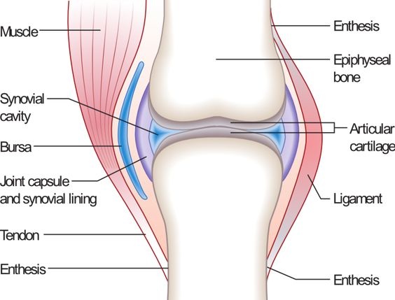 SYNOVIAL FLUID FLOW IN REFERENCE TO ANIMAL JOINTS SYNOVIAL FLUID FLOW IN REFERENCE TO ANIMAL JOINTS