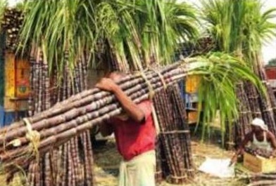 SEASONABLE MIGRATION OF SUGARCANE GATHERED LABORS AND BACKGROUND OF SOCIO ECONOMIC: A STUDY OF KOLHAPUR DISTRICT SEASONABLE MIGRATION OF SUGARCANE GATHERED LABORS AND BACKGROUND OF SOCIO ECONOMIC: A STUDY OF KOLHAPUR DISTRICT