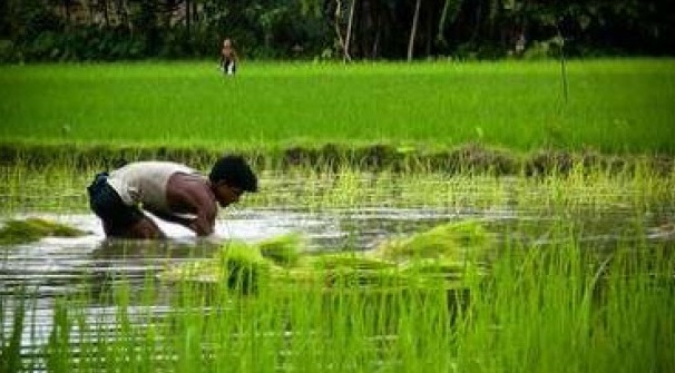 INTENSITY OF CROPPING IN THE COMMAND AREA OF DOODHGANGA IRRIGATION PROJECT IN KOLHAPUR DISTRICT: A SPATIO-TEMPORAL ANALYSIS INTENSITY OF CROPPING IN THE COMMAND AREA OF DOODHGANGA IRRIGATION PROJECT IN KOLHAPUR DISTRICT: A SPATIO-TEMPORAL ANALYSIS