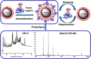 Immobilization of α-amylase on Magnetic Fe3O4-Nanoparticle Immobilization of α-amylase on Magnetic Fe3O4-Nanoparticle