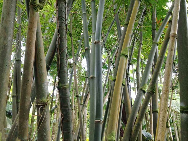 DENDROCALAMUS STRICTUS : BAMBOO PLANT AND ITS UTILITY DENDROCALAMUS STRICTUS : BAMBOO PLANT AND ITS UTILITY