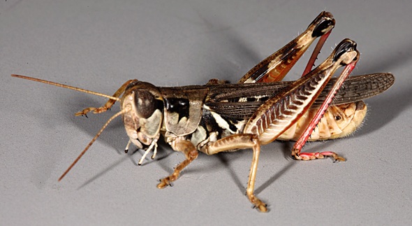 BIODIVERSITY OF GRASSHOPPERS IN WASHIM DISTRICT (MAHARASHTRA), INDIA BIODIVERSITY OF GRASSHOPPERS IN WASHIM DISTRICT (MAHARASHTRA), INDIA