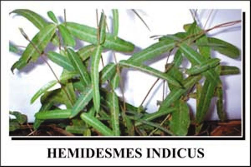 A STUDY ON THE INVESTIGATION OF IN VITRO CYTOTOXIC AND ANTIVIRAL ACTIVITIES OF AQUEOUS, AQUEOUS ETHANOL AND ETHANOL EXTRACTS OF HEMIDESMUS INDICUS