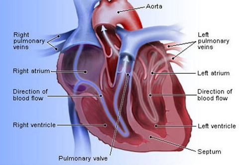 REVIEW: CARDIOVASCULAR DISEASE AND MENTAL HEALTH FACTORS