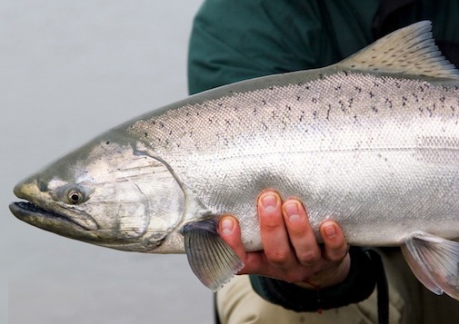 “THE TOXICOLOGY OF MERCURY AND INDUCED REPRODUCTIVE IMPAIRMENT IN FISH : A REVIEW”