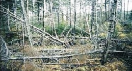 A REVIEW ON ACID RAIN AND ENVIRONMENTAL DISASTERS A REVIEW ON ACID RAIN AND ENVIRONMENTAL DISASTERS