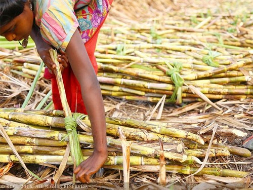 SCREENING SUGARCANE GENOTYPES RESISTANCE AGAINST SMUT DISEASE SCREENING SUGARCANE GENOTYPES RESISTANCE AGAINST SMUT DISEASE