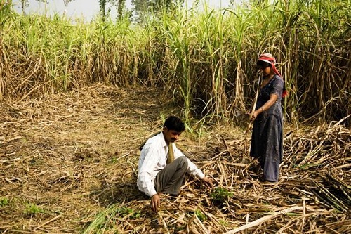 “USING GIS TECHNIQUES SUGARCANE CROPPING PATTERN CASE STUDY OF  SHIRUR TAHSIL, PUNE DISTRICT, MAHARASHTRA STATE”