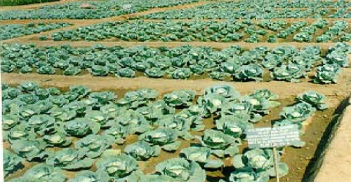 “UTILIZATION OF FLY ASH AS SOIL AMENDMENTS IN AGRICULTURAL FIELDS OF  KHANDESH AREA”
