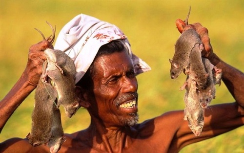 FOOD PATTERN OF IRULAR TRIBE IN PUDUCHERRY: A SOCIOLOGICAL  PERSPECTIVE