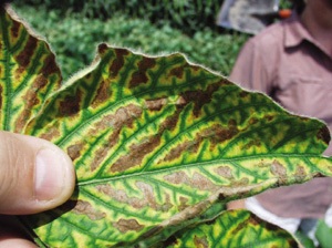 INFLUENCE OF NUTRIENT MEDIA ON THE INCIDENCE  OF FUSARIUM FROM SOYBEAN.