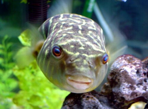 SYNTHESIS OF  SILVER  NANOPARTICLES  FROM  TISSUE EXTRACTS OF MARINE PUFFERFISH AROTHRONSTEL LATUS