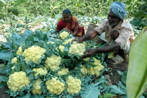 HORTICULTURE ECONOMY OF MAHARASHTRA