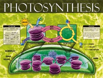 STUDY OF PHOTOSYNTHETIC PIGMENTS IN PTERIDOPHYTES  OF KOLHAPUR DISTRICT