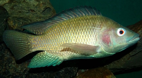 STUDY OF BEHAVIOURAL CHANGES  IN FRESHWATER FISH,TILAPIA MOSSAMBICA EXPOSED  TO ACUTE TOXICITY OF SODIUM FLUORIDE DURING WINTER SEASON