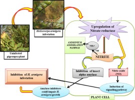 NITRATE REDUCTASE ACTIVITY IN BARLEY AS  INFLUENCED BY LIGHT/DARK/LIGHT PERIODS