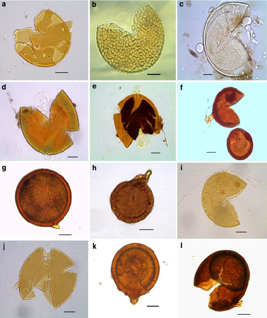 ARBUSCULAR MYCORRHIZAL FUNGI IN THE RHIZOSPHERE OF  SOLANUM TUBEROSUM
