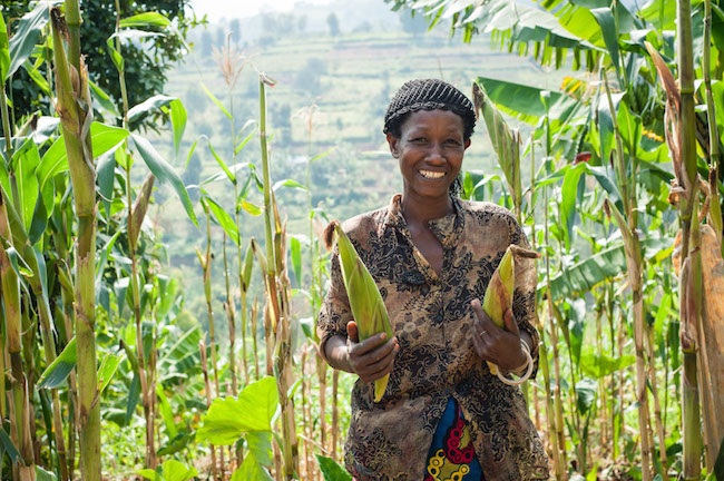 ANALYSIS OF TECHNICAL EFFICIENCY OF SMALL SCALE ORGANIC MAIZE FARMERS IN RWANDA: A PARAMETRIC FRONTIER APPROACH ANALYSIS OF TECHNICAL EFFICIENCY OF SMALL SCALE ORGANIC MAIZE FARMERS IN RWANDA: A PARAMETRIC FRONTIER APPROACH