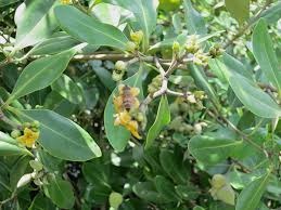 ANTIBACTERIAL CAPABILITY OF MANGROVE  PLANT AVICENNIA MARINA AGAINST A  CLINICAL PATHOGEN