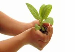 A STUDY ON REMOVAL OF DYE GREEN B FROM AQUEOUS SOLUTION USING SAW DUST AS AN ADSORBENT A STUDY ON REMOVAL OF DYE GREEN B FROM AQUEOUS SOLUTION USING SAW DUST AS AN ADSORBENT