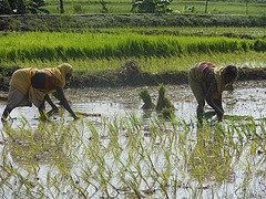 ASSESSMENT OF CROP DIVERSIFICATION IN MALDA DISTRICT OF WEST BENGAL – A SPATIO  TEMPORAL ANALYSIS