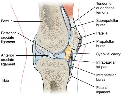 MATHEMATICAL ANALYSIS OF SYNOVIAL FLUID AND LUBRICATION  MECHANISM OF KNEE JOINTS