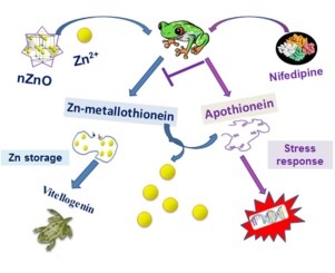 STUDIES ON THE EFFECT OF ZINC TOXICITY IN THE TOTAL PROTEIN CONTENT  OF TILAPIA MOSSAMBICA