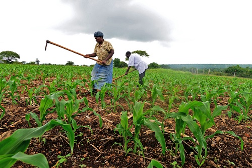 ANALYSIS OF TECHNICAL EFFICIENCY OF SMALL HOLDERS ORGANIC MAIZE FARMERS  IN RWANDA: A PARAMETRIC FRONTIER APPROACH